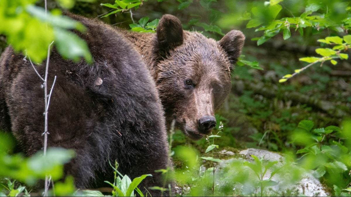 Mesaj RO-Alert în Câmpina, după ce un urs a fost văzut în apropierea unui hotel Mesaj RO-Alert în Câmpina, după ce un urs a fost văzut în apropierea unui hotel